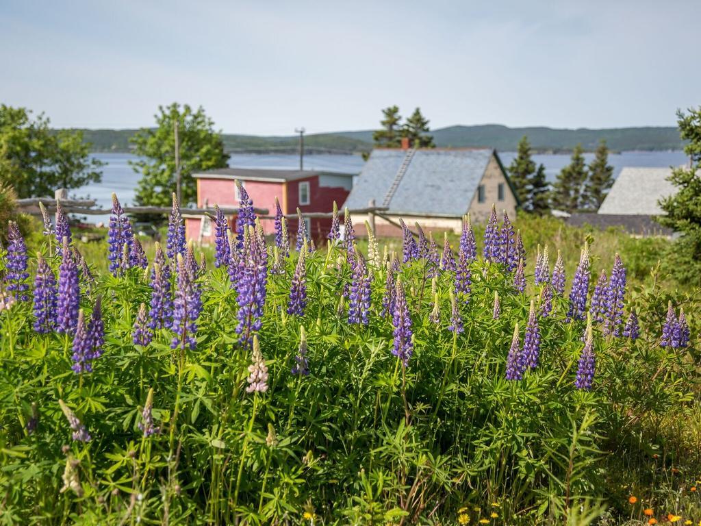 George House Heritage Bed And Breakfast Dildo エクステリア 写真